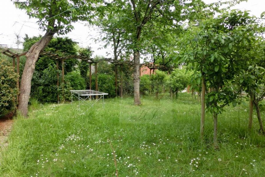 Garten mit Bestandsbäumen im hinteren Garten